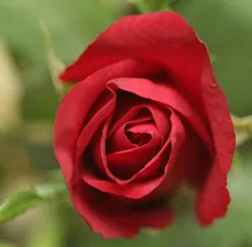 Rose Floral Water